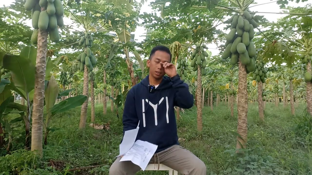 Review kebun pepaya California usia 10 bulan, modal awal tanam 500 pohon