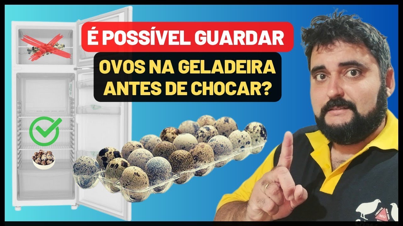 Posso guardar ovos de codorna na geladeira antes de chocar? | Ovos congelados nascem pintinhos? Veja