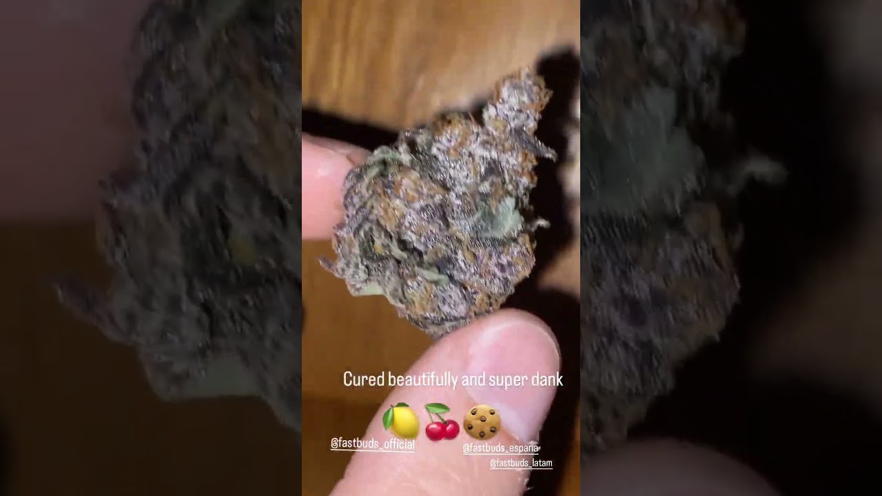LEMON CHERRY COOKIES AUTO&trade;🍋🍒 Fast Buds | Indica grown by slupryterpy420