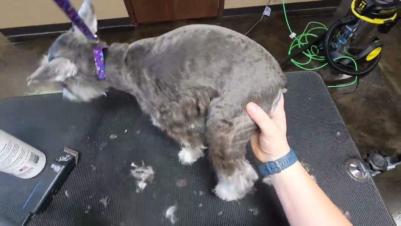 Schnauzer Puppy Groom
