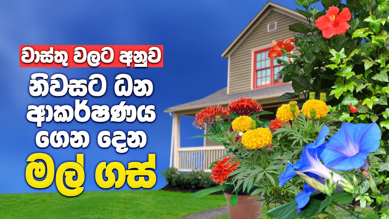 නිවසට ධන ආකර්ෂණය ගෙන දෙන මල් වර්ග 10ක් | Lucky Flower Plants For Home