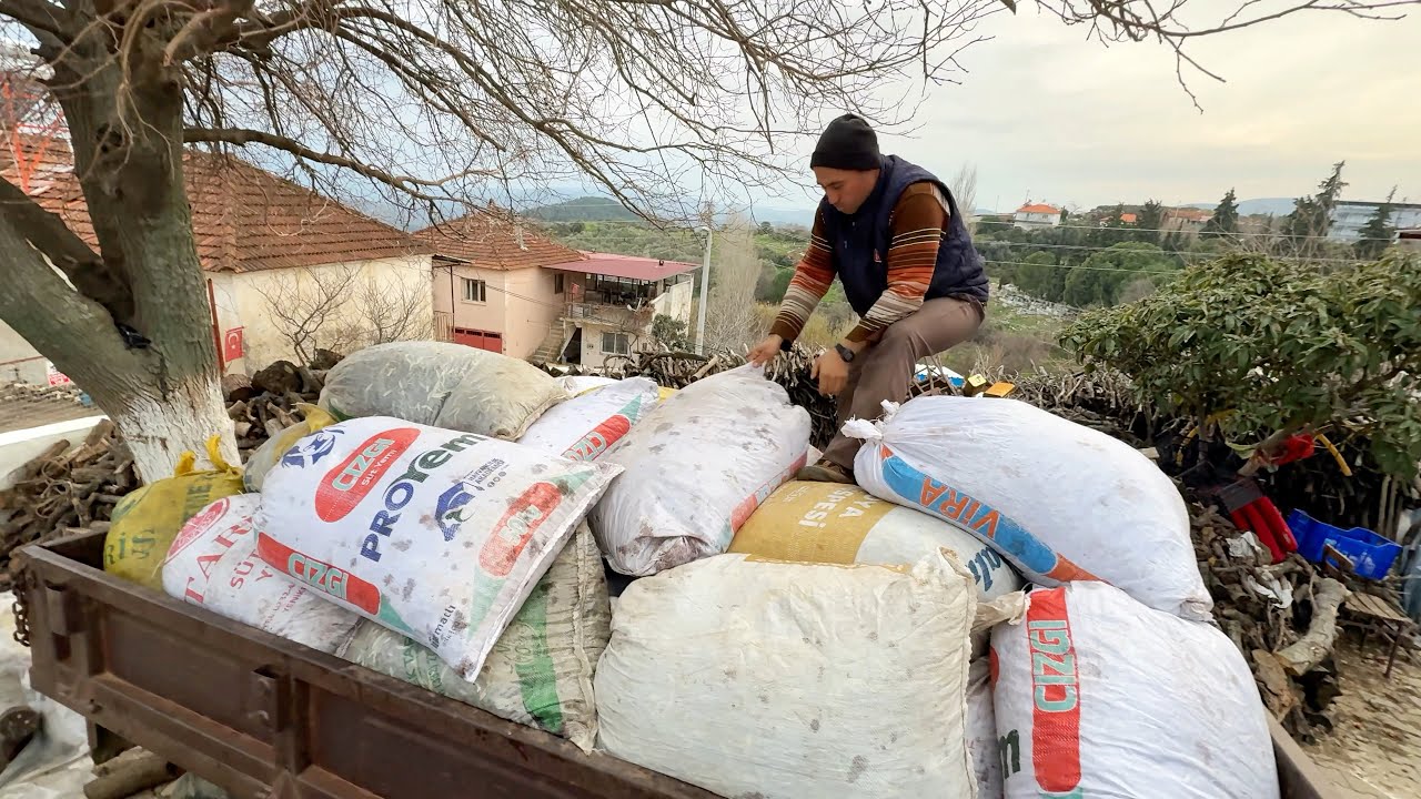 2620 Kilo Zeytinden Bakın Ne Kadar Zeytinyağı Çıktı - Annemin Yağları Geldi