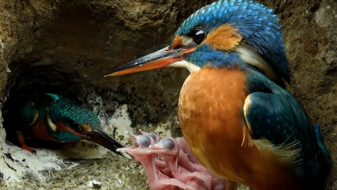 Kingfisher Chicks Hatching & Feeding | Nature Documentary in 4K-BHR Natural Beauty