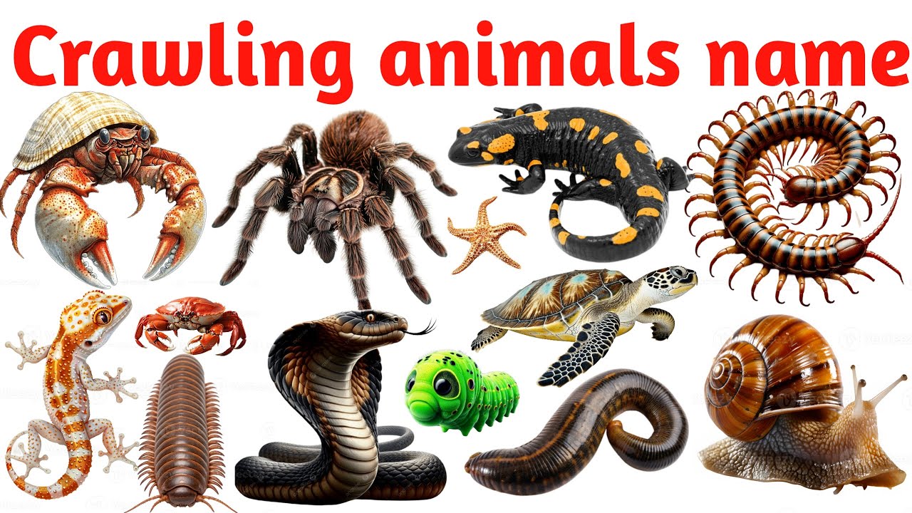 crawling animals for kids | Learn Reptiles & Insects in English with Pictures | crawling animals