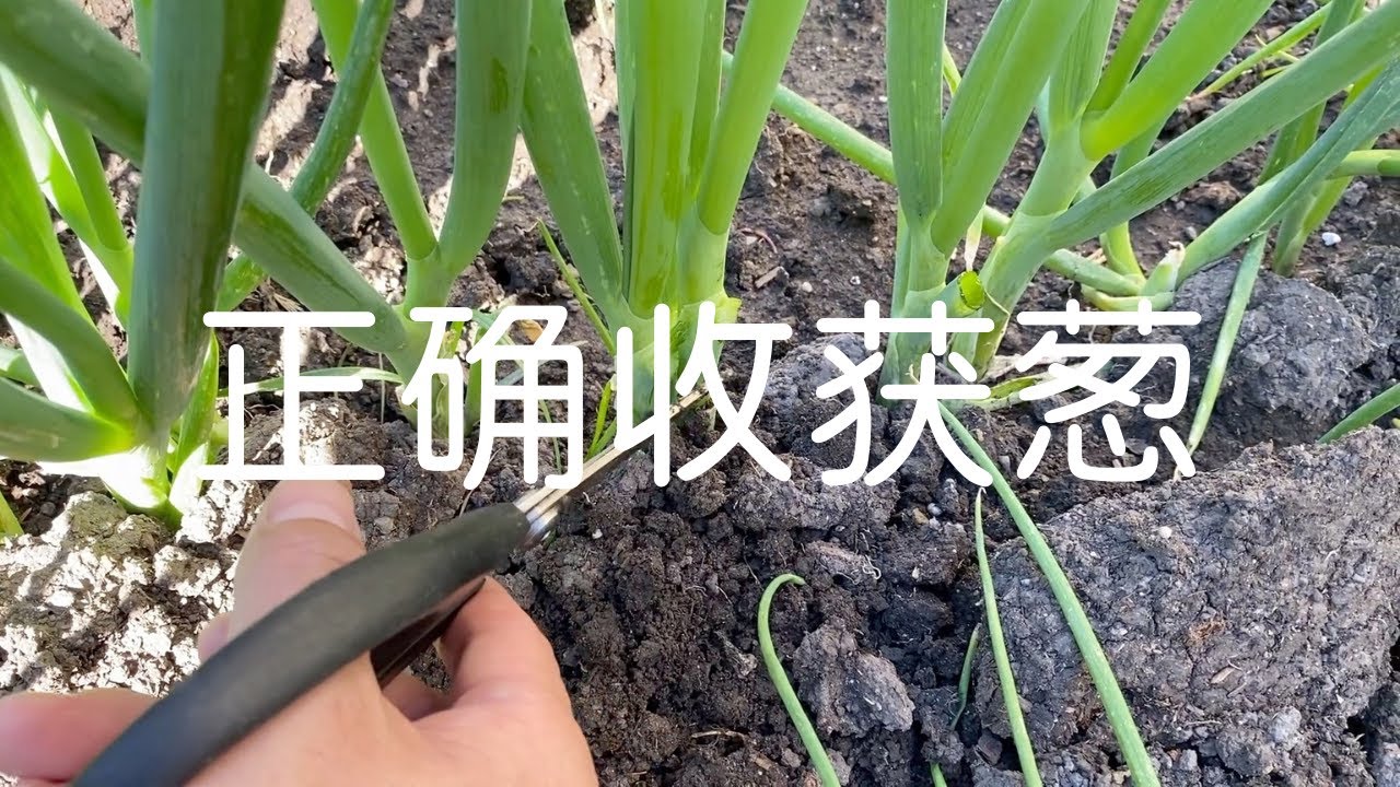 如何正确的收割/采摘葱 - 第二个方法非常简单，但是有点粗暴！😄