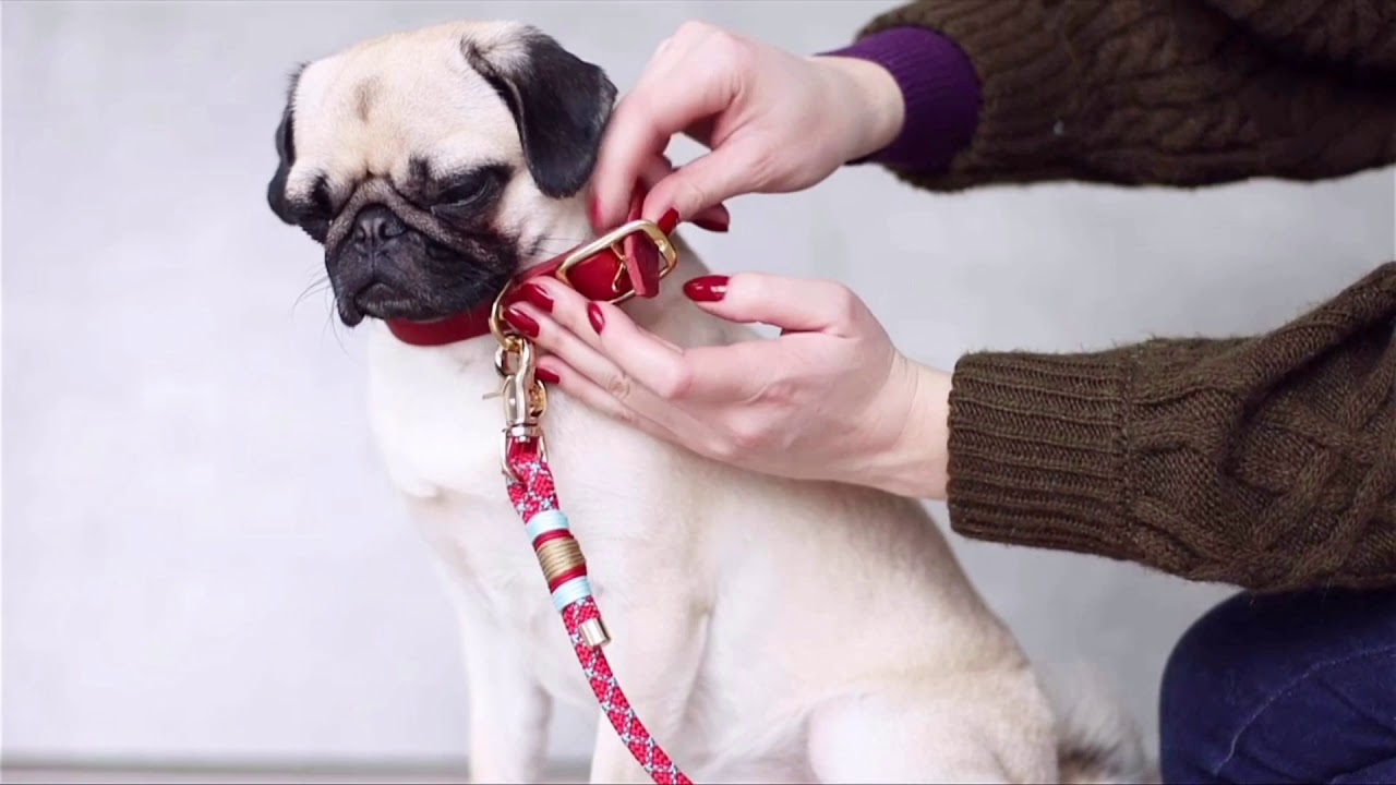WOOFZ Hundeaccessoires | Unsere Halsb&auml;nder und Leinen