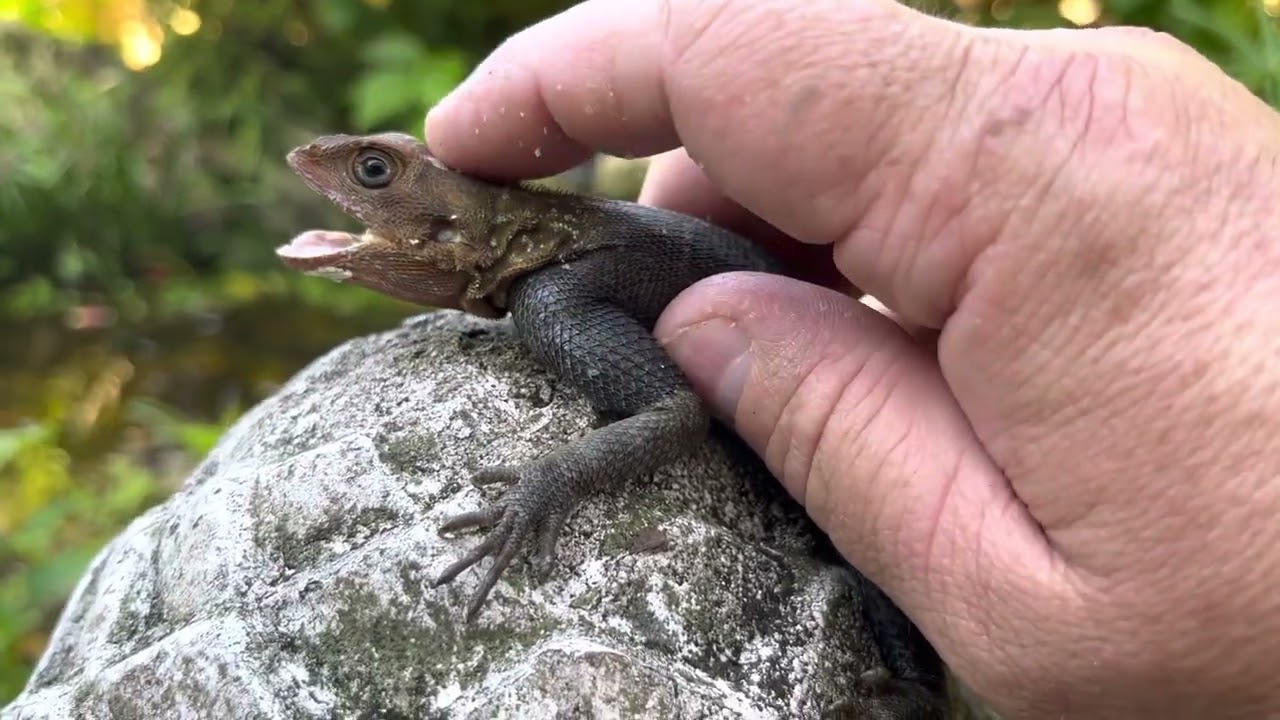 Agama de Roca