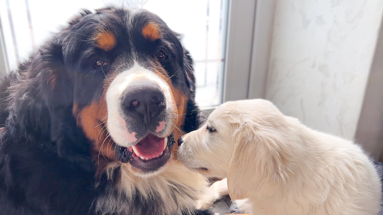 Bernese Mountain Dog Plays with Golden Retriever Puppy