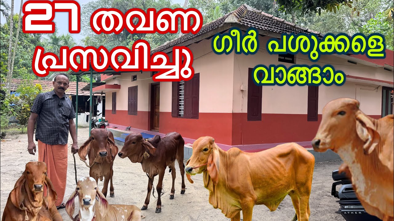 അറവ് കത്തിയിൽ നിന്നും രക്ഷിച്ചു cow farming malayalam 