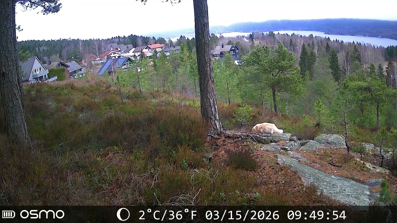 Kattejakt på ekorn på Mariås, mars 2026
