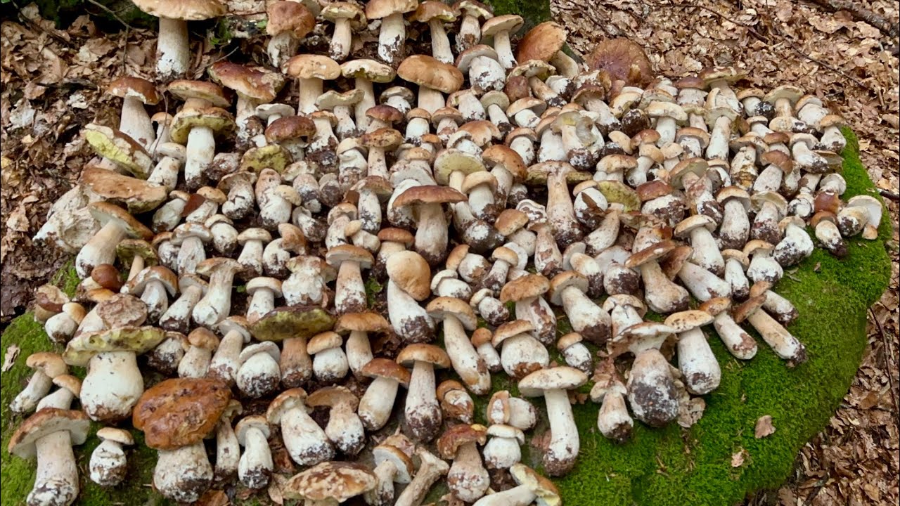 8️⃣3️⃣ 2024-09-04 FUNGHI PORCINI CHE PASSIONE 🍄 #83