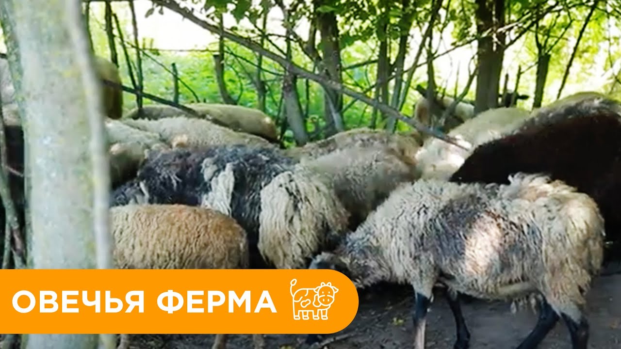 СОДЕРЖАНИЕ и РАЗВЕДЕНИЕ ОВЕЦ. Овечья Ферма. Чем кормить и как ухаживать за овцами?