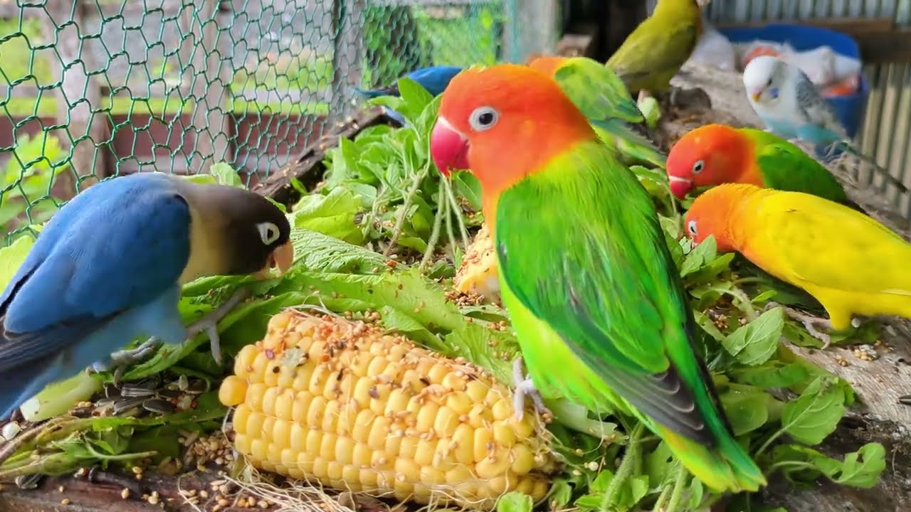 Lovebird Colorful 💚❤️#lovebirds #sunconure #parrotlover #birds #cutelovebird