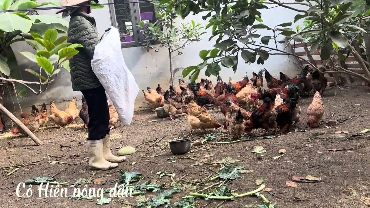 Nhặt trứng gà đẻ