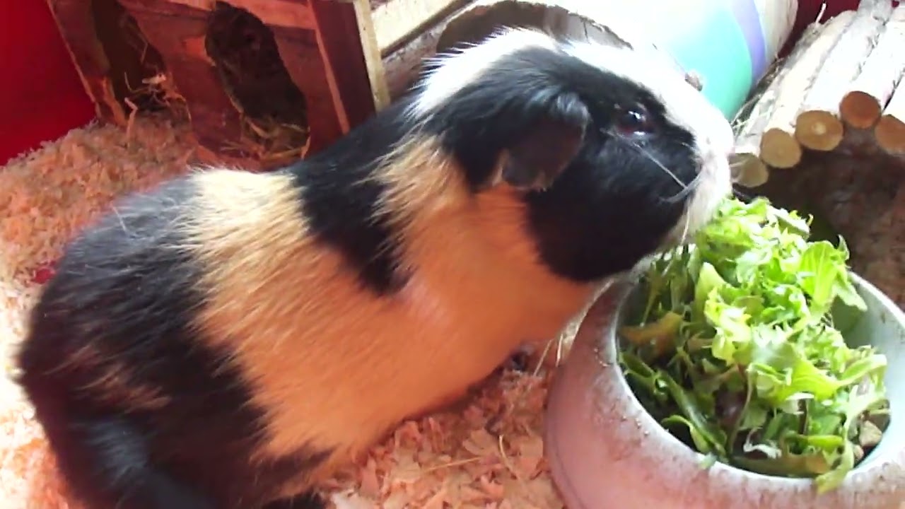 NIBBLES AT HOME