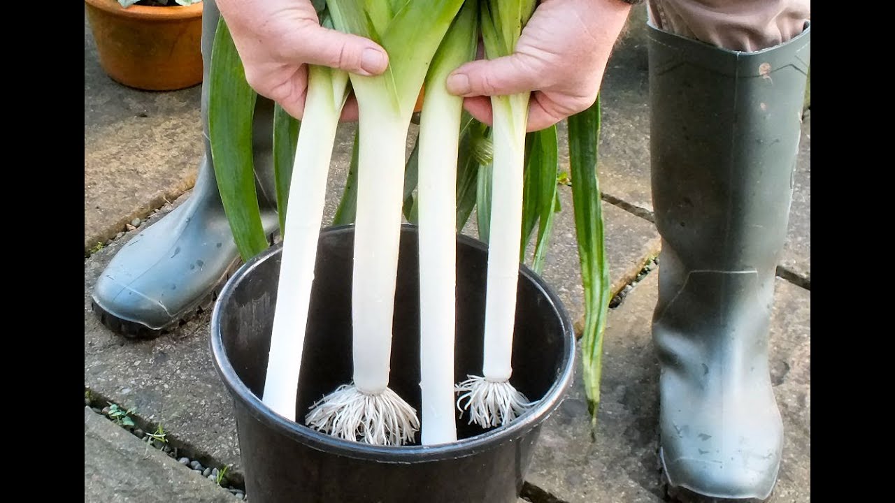 How to grow Leeks. The secret of how to grow twelve inch long leeks in a ten inch deep bucket