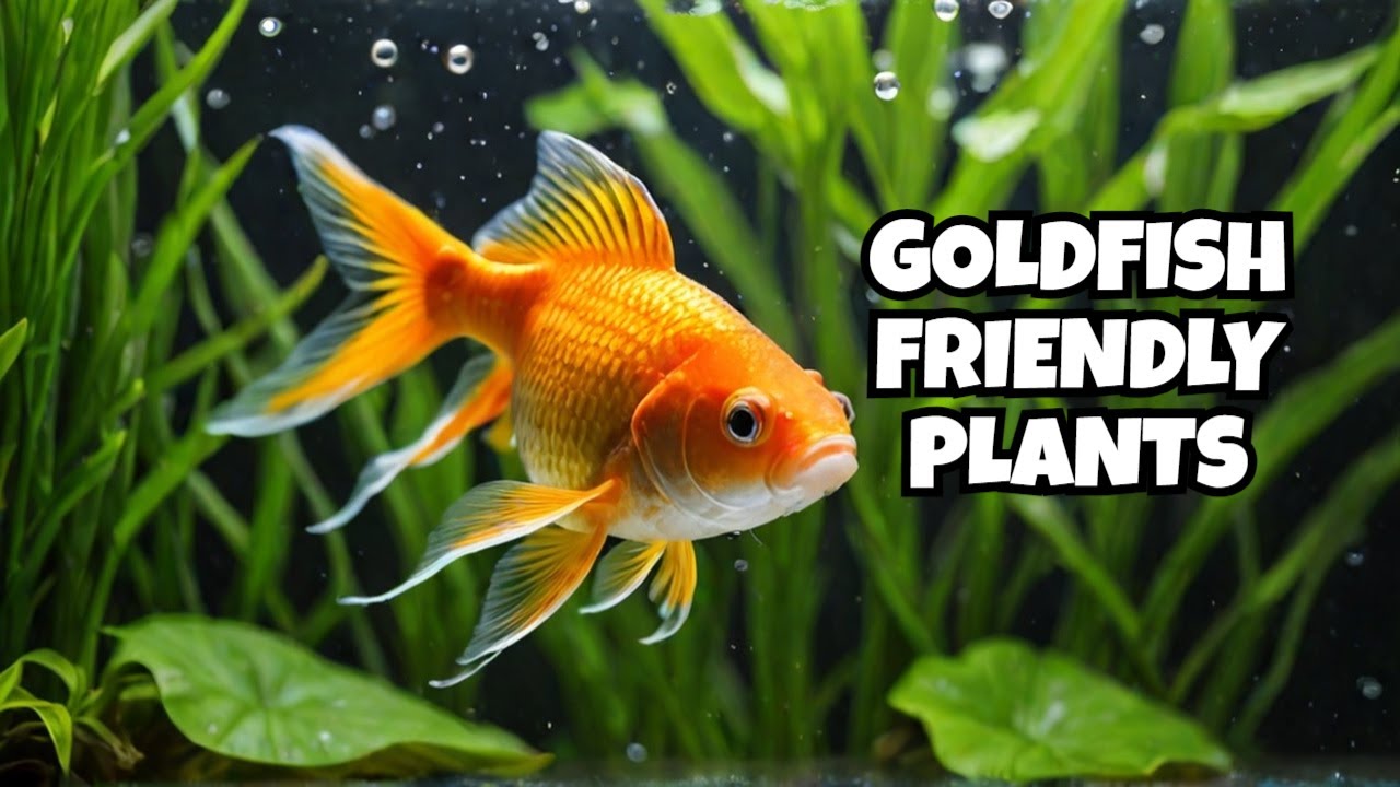 Best Plants for Goldfish (That They Won't Destroy!)