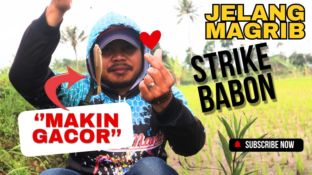 Streknya Bikin Candu lur-Wader Galak Saat Mancing Sore #mancing #mancingmania #fishing #angler #fyp