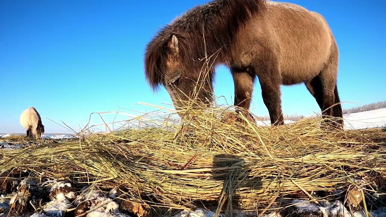 Якутские лошади в зимой в -48°C 🥶🥶🥶