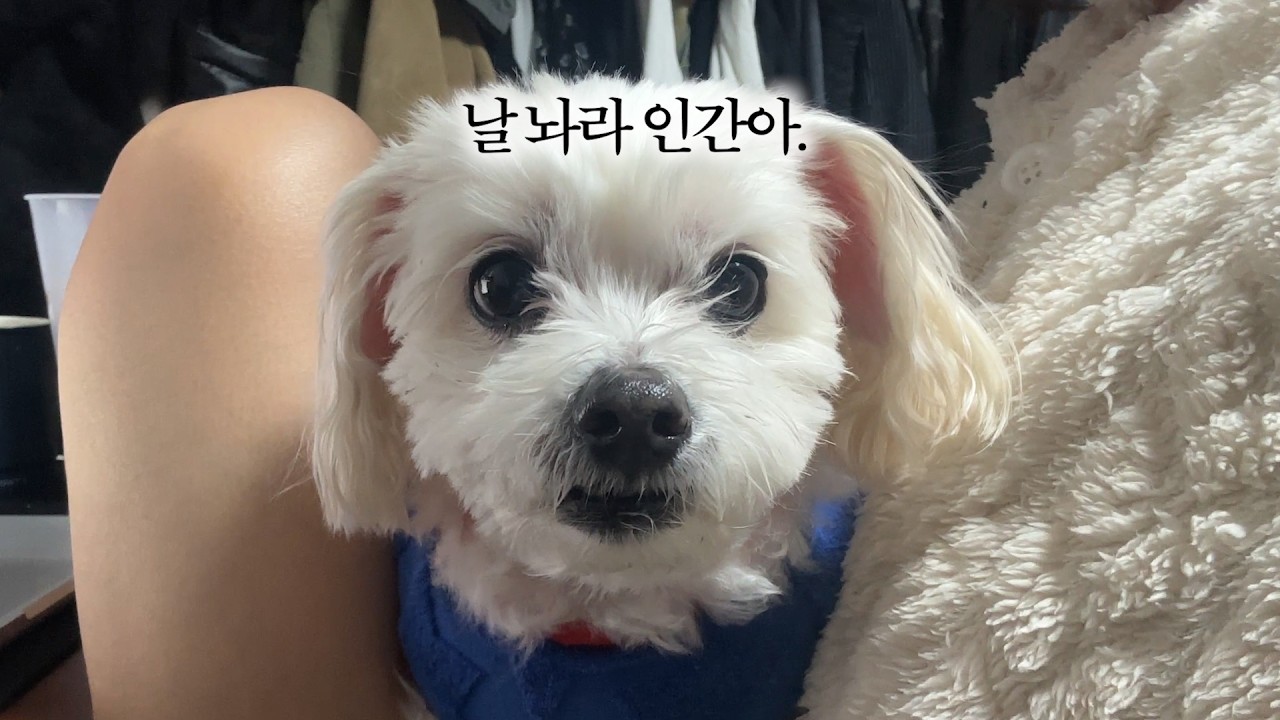 안녕하뎨여 제 주인님은 게으름뱅이에요