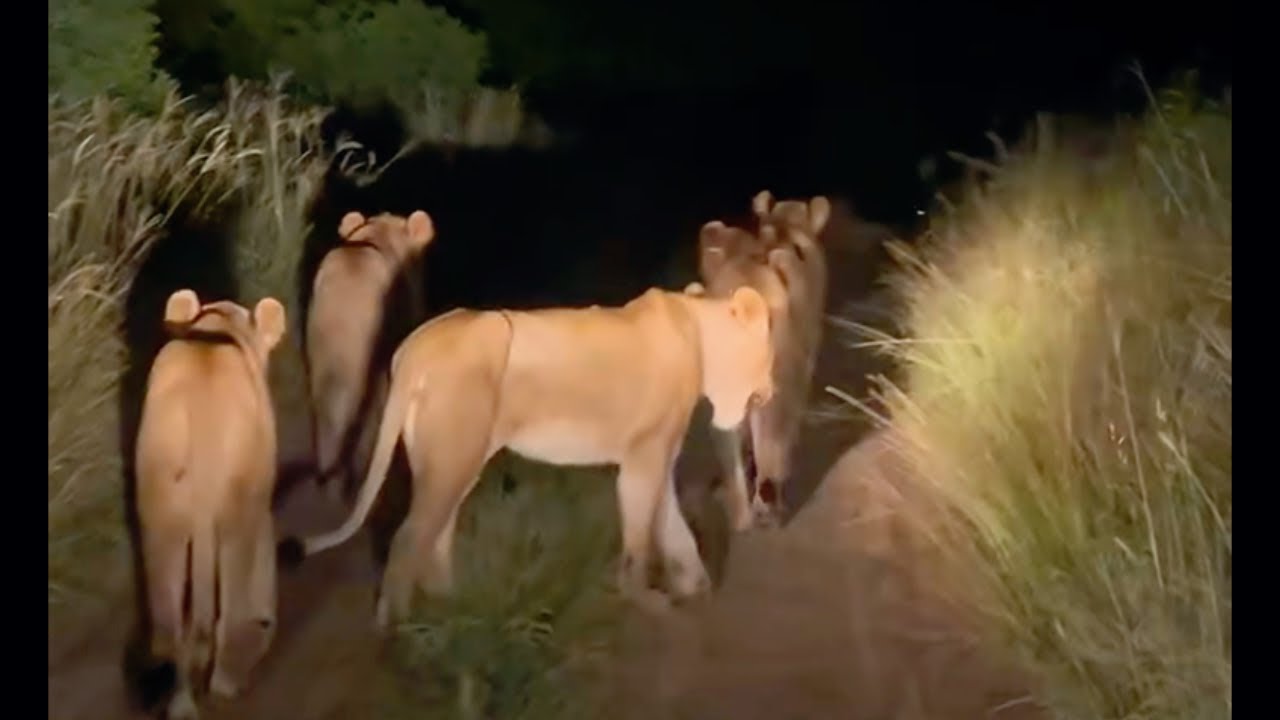 Legendary Nkuhuma Lion Pride on move | Sabi Sands | 23 March 2025