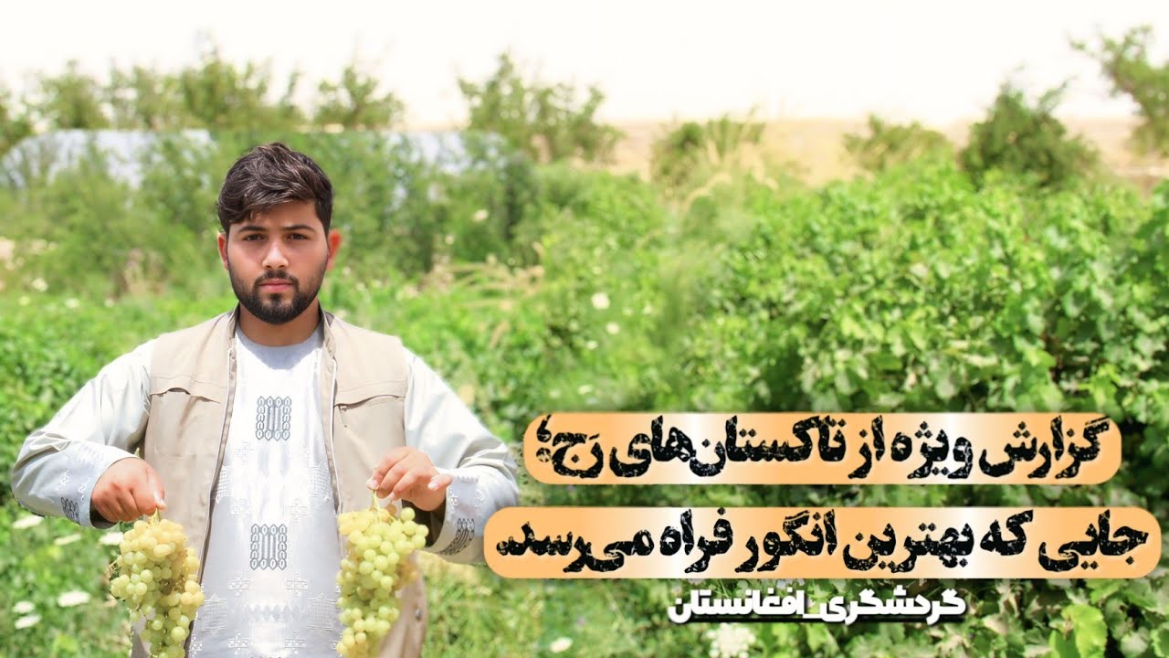 🎥 گزارش ویژه از رَج؛ زادگاه بهترین انگور ولایت فراه