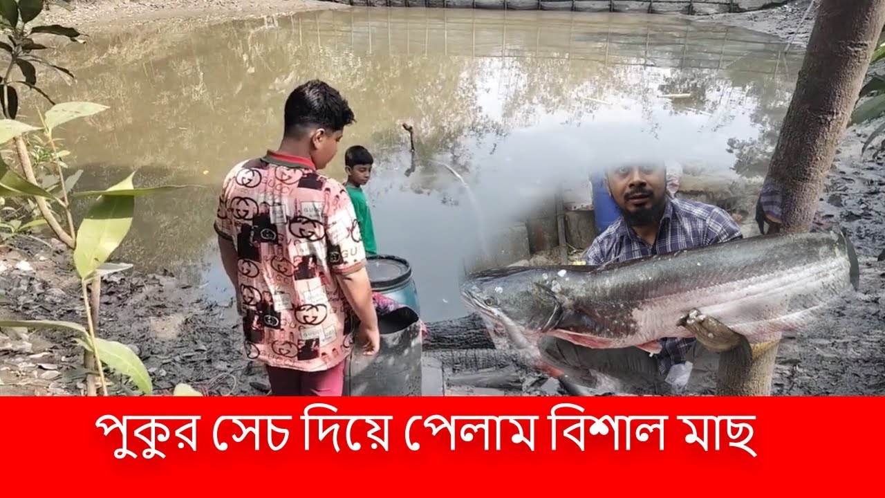বিশাল মাছ বাড়ির পুকুরে / big fish / village /  রুই তেলাপিয়া গজার শিং কই / দেশি মাছ  / faysal bhai