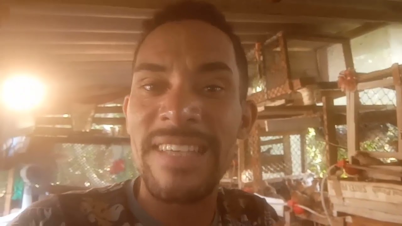 Mais um criador de codornas em pernambuco #codornas #codornasgigantes #criaçao #sitio