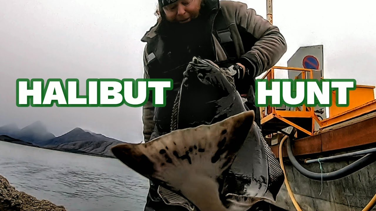 Catching cod and halibut from the shore in Norway, on spinning tackle