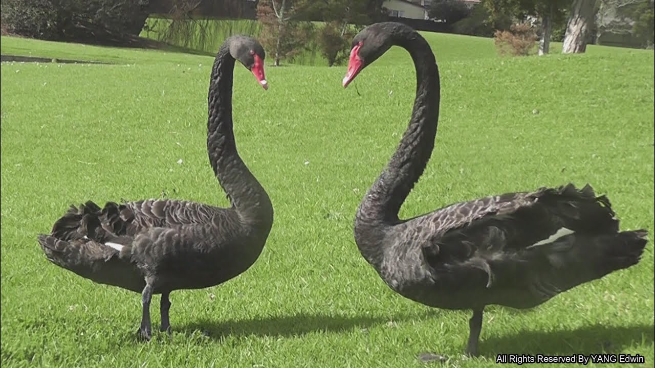 Two black swan sing loudly together before mating -  black swans fall in love calling sounds !