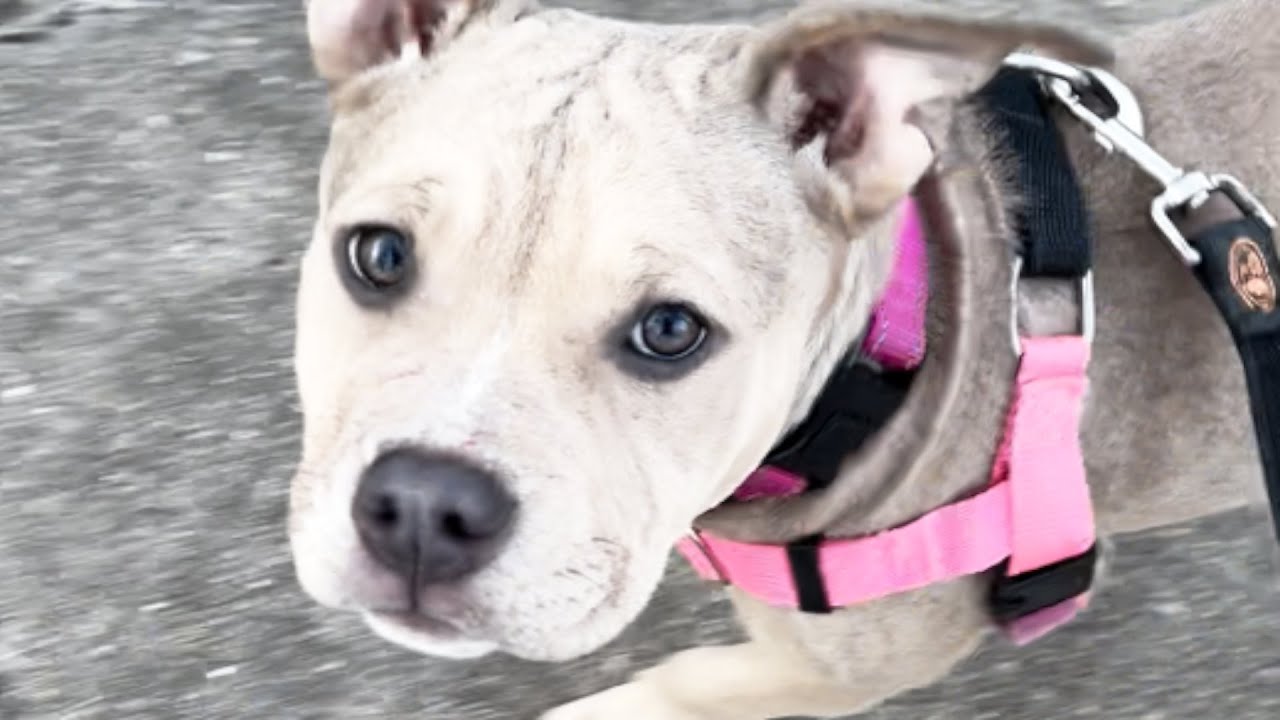 The moment a dumped dog realizes she's safe