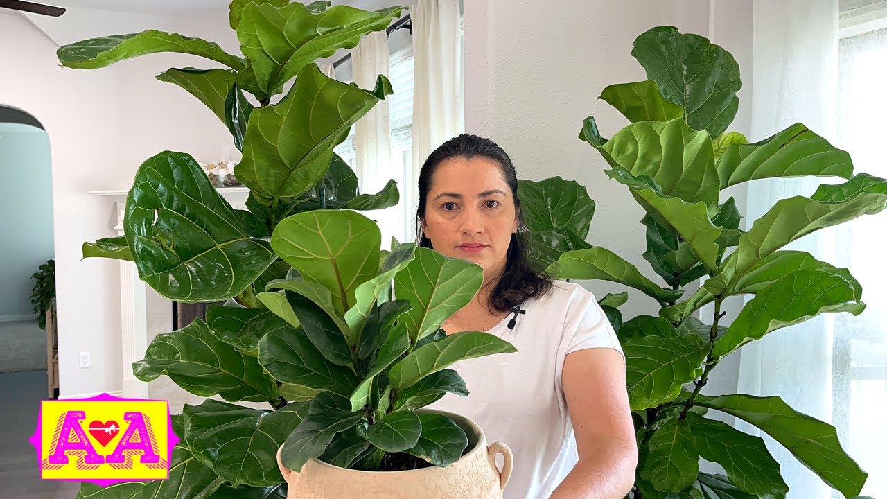 Como regar una ficus lyrata 🌱🪴