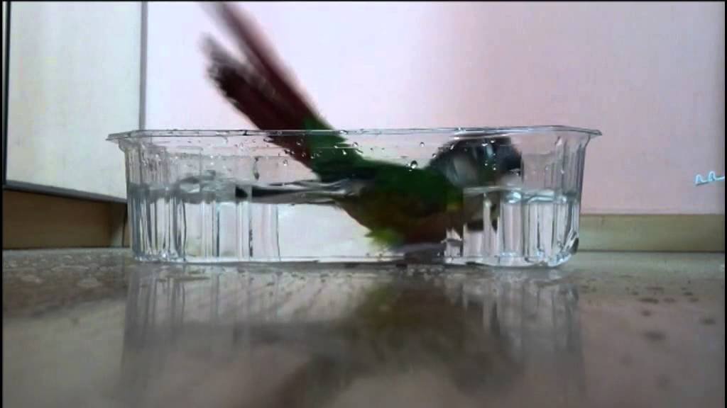 Green-cheeked Conure Parrot Taking a Bath