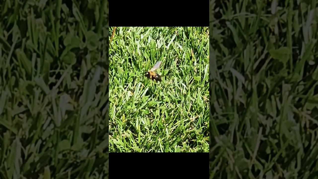Bumble Bee kept comin at me TF?! #nature #bumblebee #wildlife #earthday #lol #bug #abugslife #haha