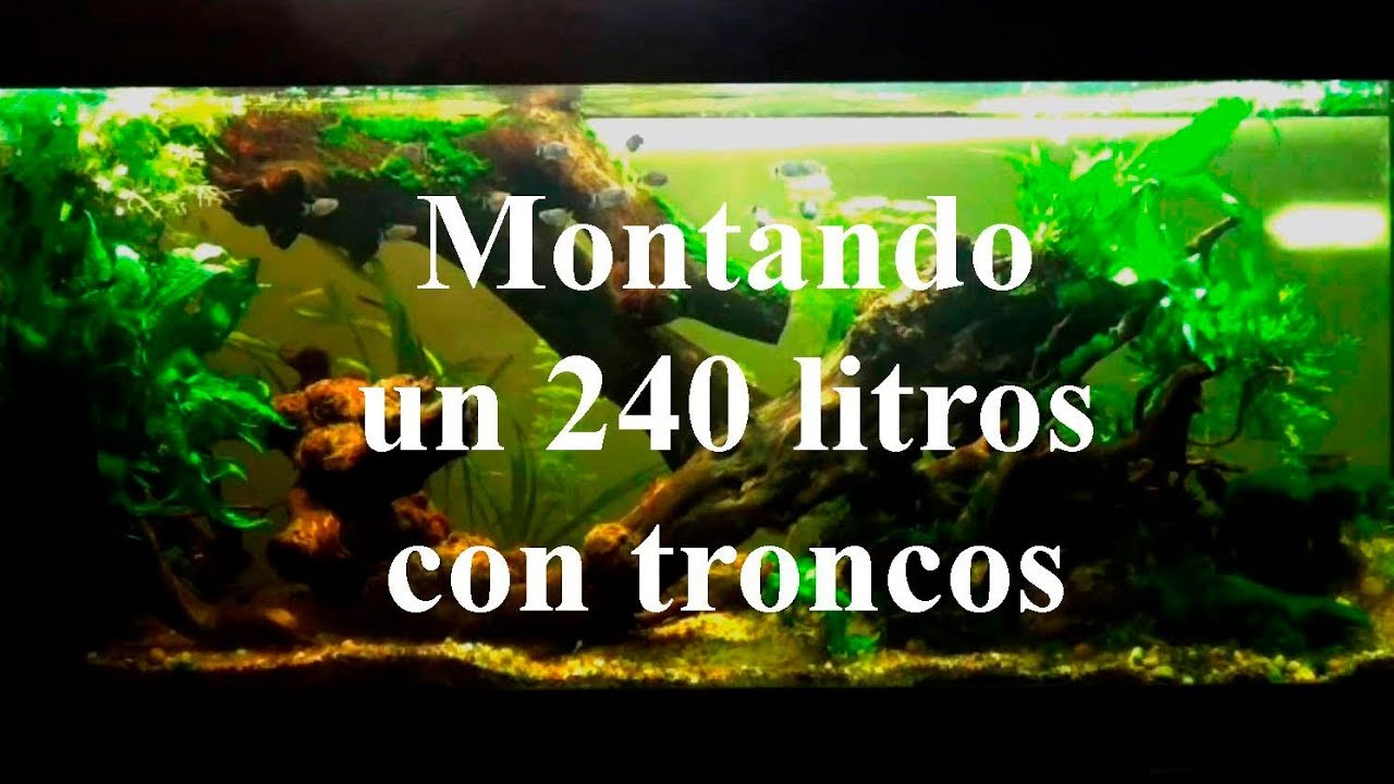 Acuario. Montando un 240 litros con troncos