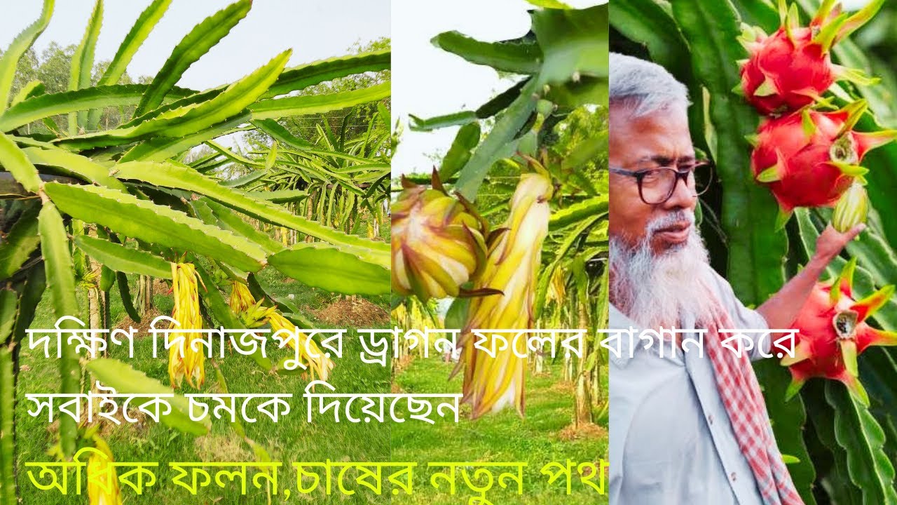 Dragon fruit plant / ড্রাগন ফল চাষ করার পদ্ধতি / Dragon fruit farmers / Bson yt