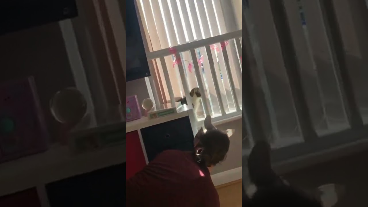 63) Oh Shit. Another Cat. 😂 )))