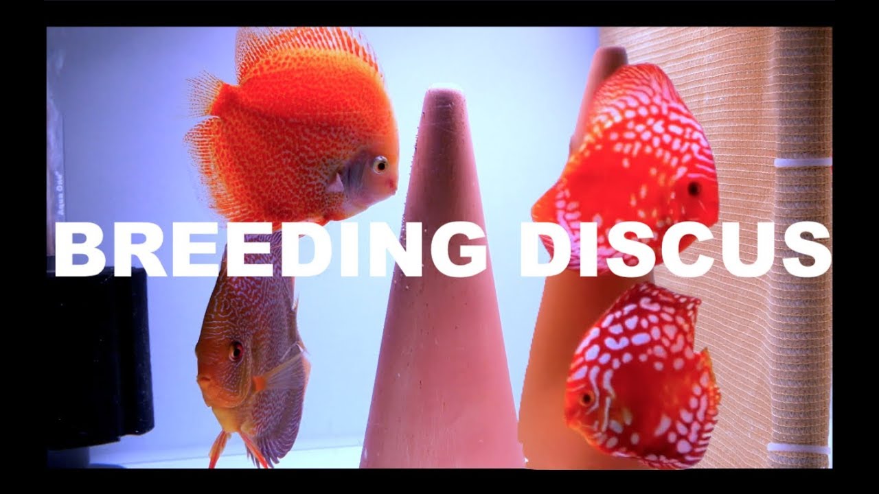 HOW TO BREED DISCUS SETUP! $$$ 4K