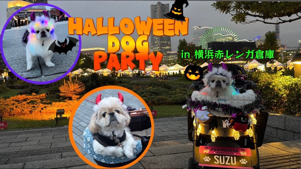 赤レンガ倉庫で開催されたHalloween dog partyに行ってきました！😈