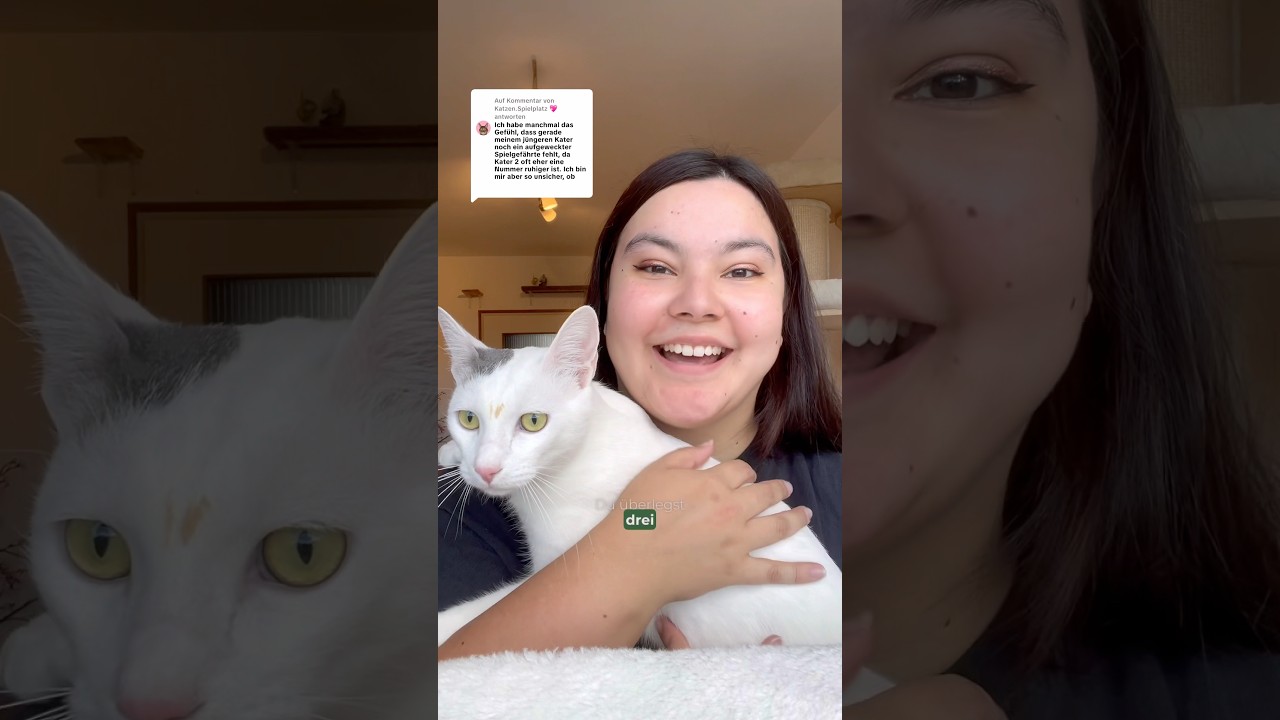 Katzenalltag mit 3 Katzen