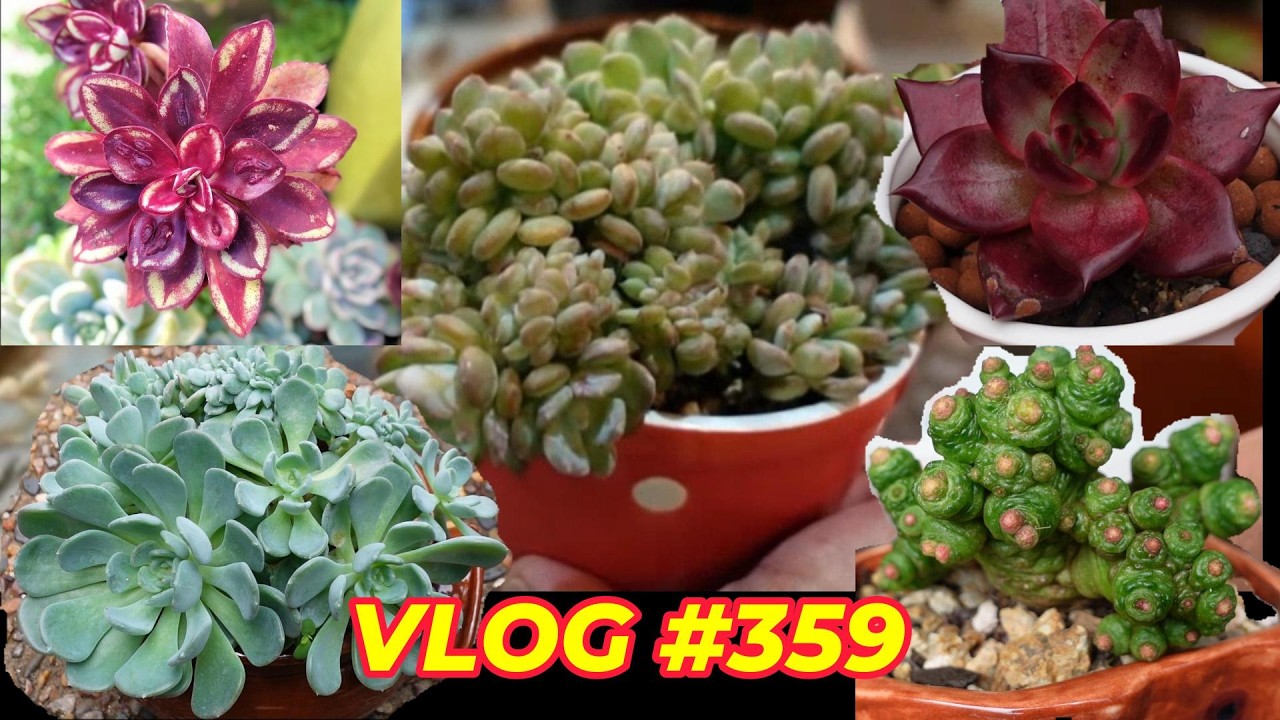 WHY SPLIT UP A CRESTED SUCCULENT | VLOG #359 - Growing Succulents with LizK