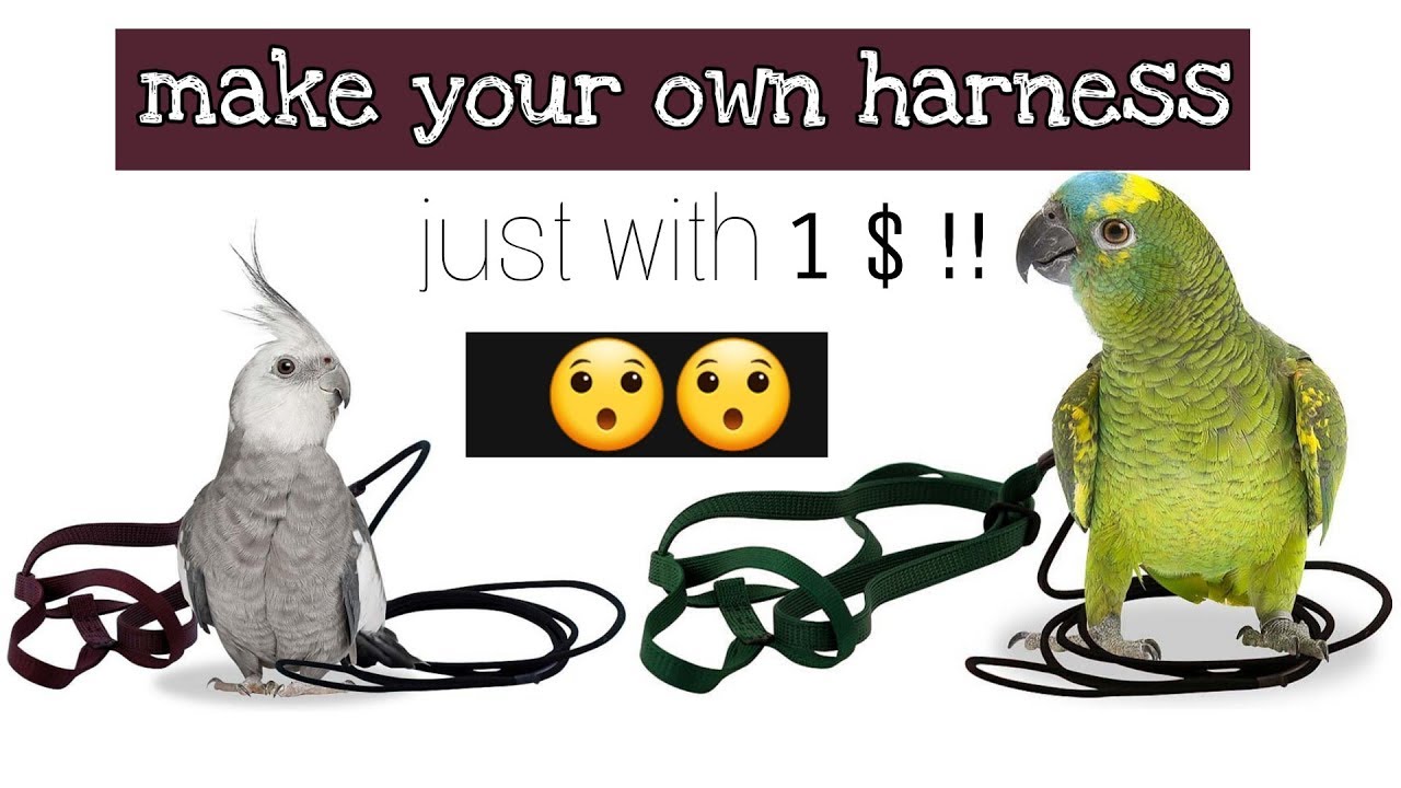 Make harness for parrot with a dollar !!  صنع حبل الببغاء باقل من دولاررر