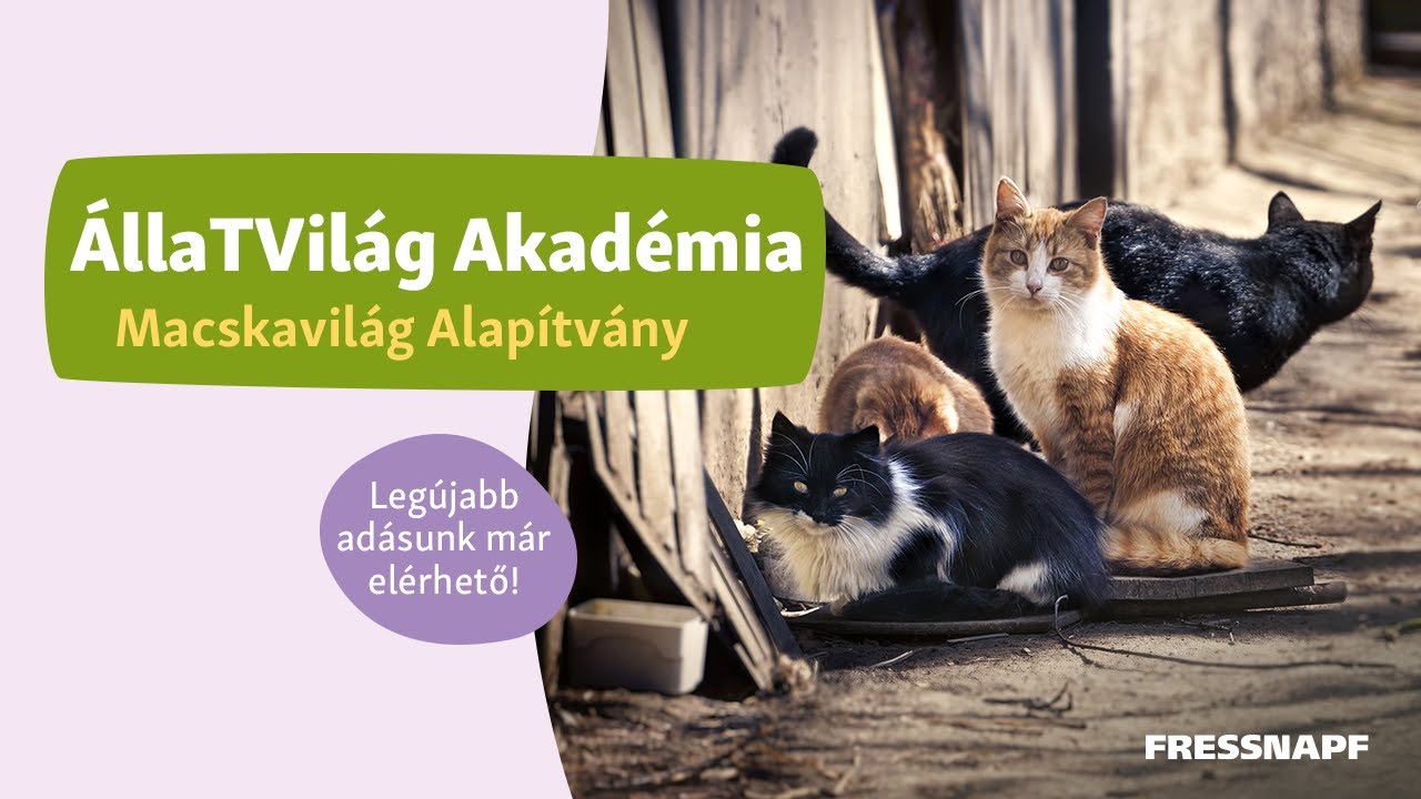 ÁllaTVilág Akadémia - Macskavilág Alapítvány