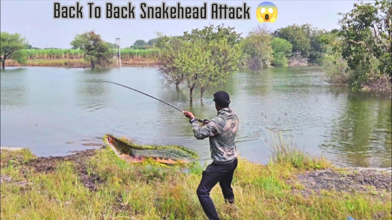 Snakehead Deadly attacks on Frog Lures 😱!