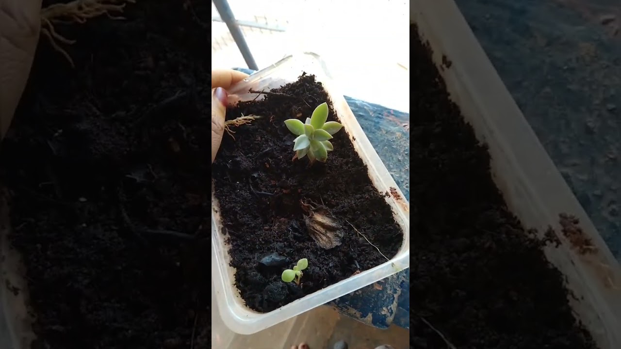 succulents leaf 🍂 grow plants show plants #subscribe