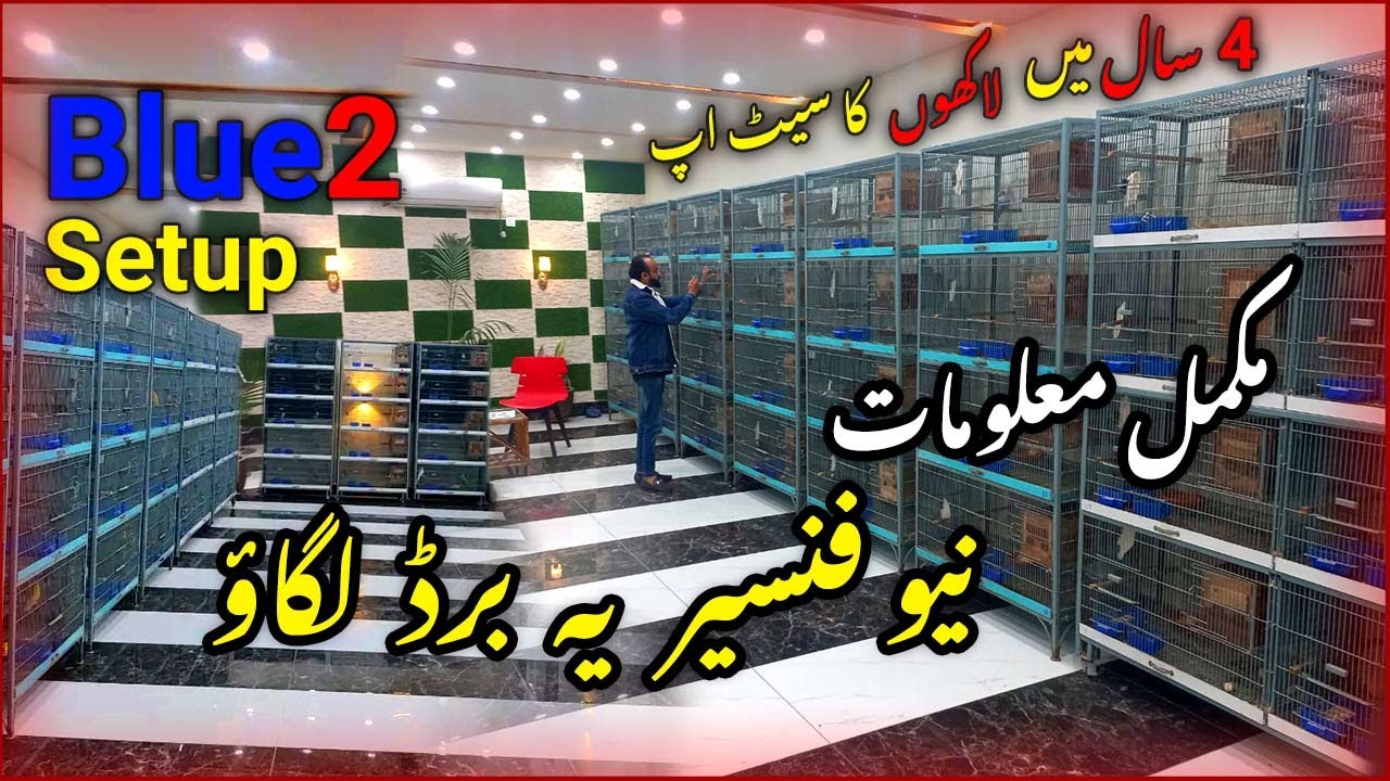 Blue2 Love Birds Breeding Setup in Lahore | Love Birds Business Complete information