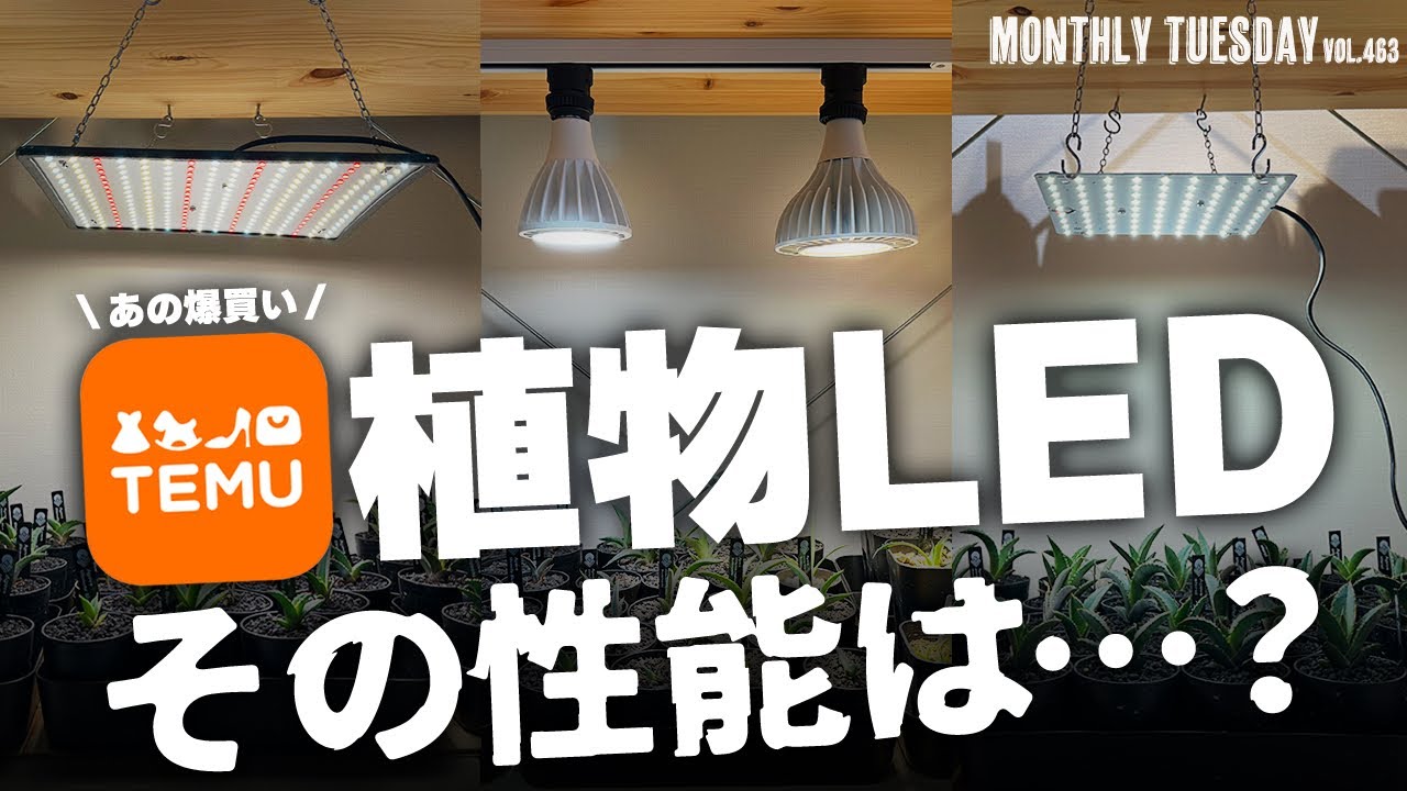 【植物育成ライト】中国の激安通販サイト「TEMU」で購入した植物育成LEDでアカベは育つのか？