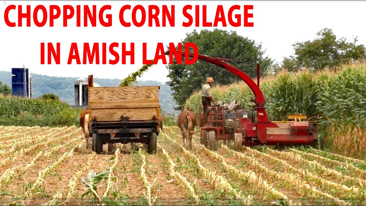 HARVESTING CORN In Lancaster County's AMISH LAND..Chopping Corn for Silage Using Horses in Lancaster