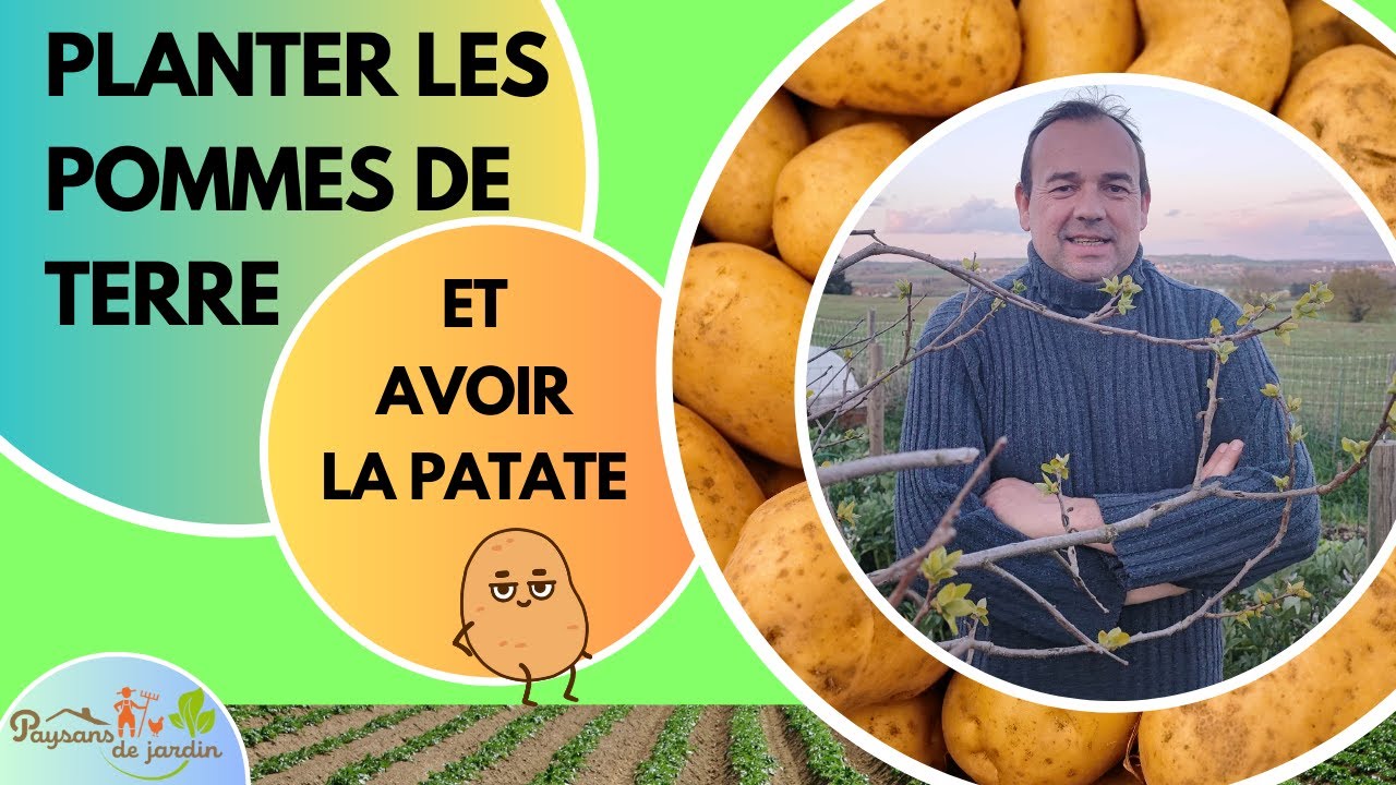 Pommes de terre: ma méthode pour choisir, planter et pour les réussir!