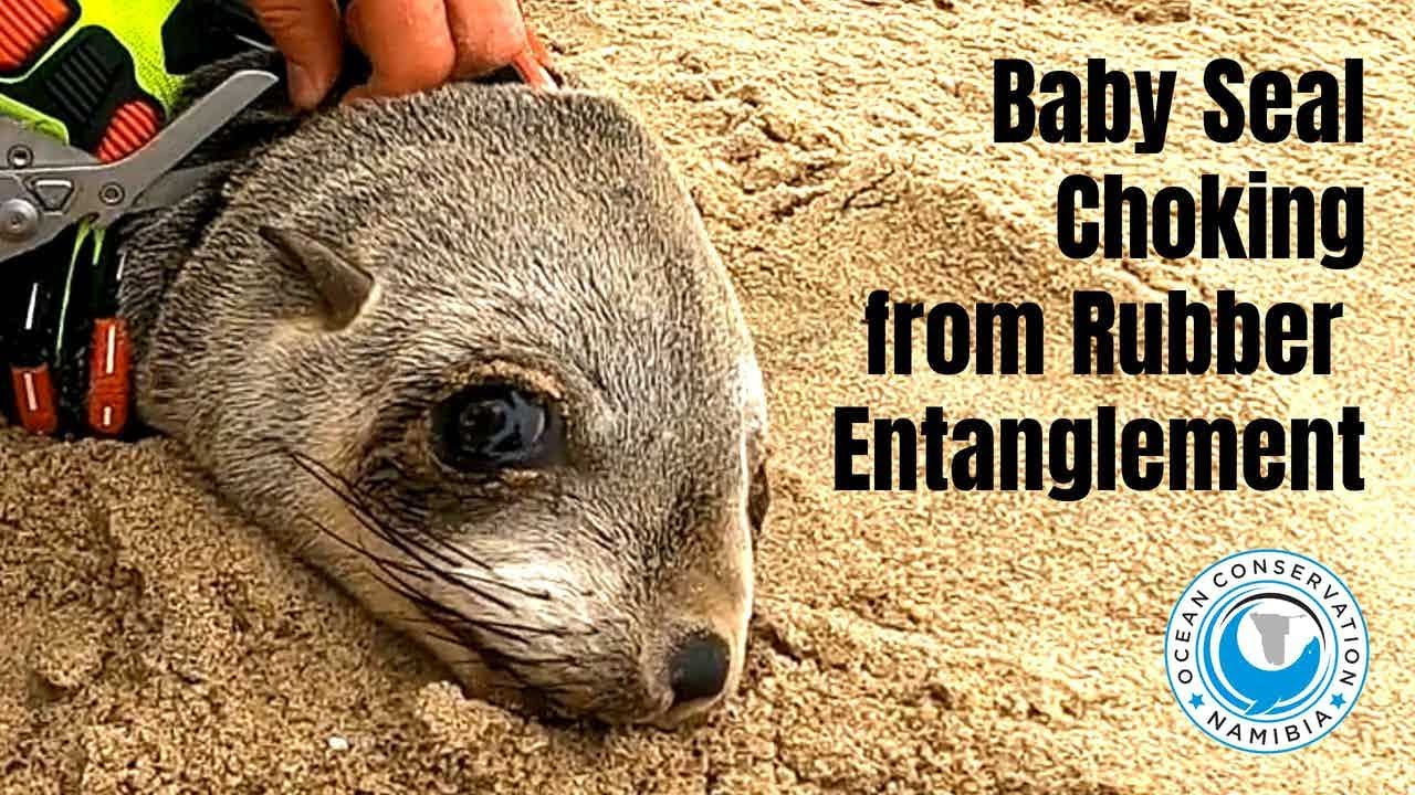 Baby Seal Hurt By Rubber Ring